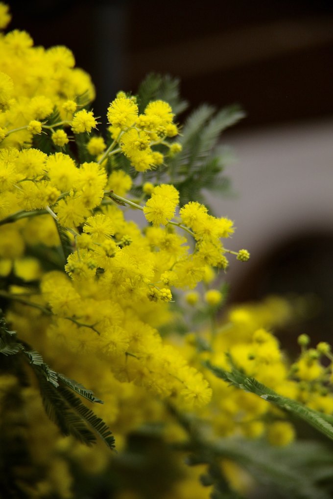 Douceur et couleurs photo 8